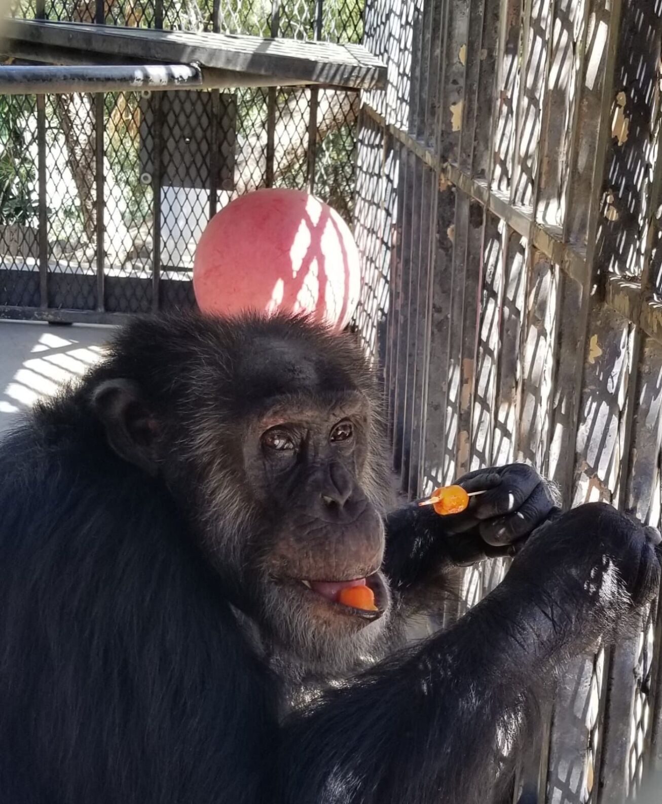 Chimp Haven Buster